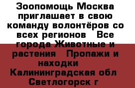 Зоопомощь.Москва приглашает в свою команду волонтёров со всех регионов - Все города Животные и растения » Пропажи и находки   . Калининградская обл.,Светлогорск г.